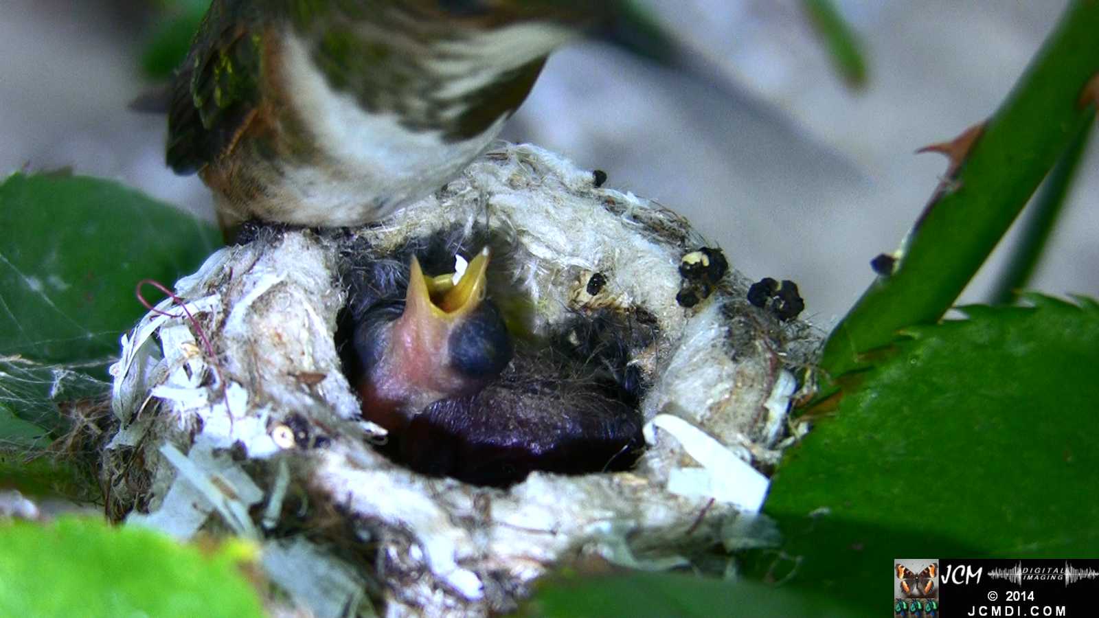Allens Hummingbird feeding chick 3